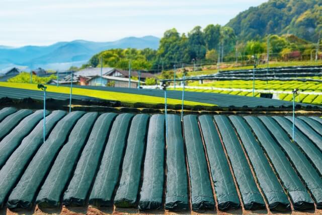 高級茶の栽培に必要な被覆について解説